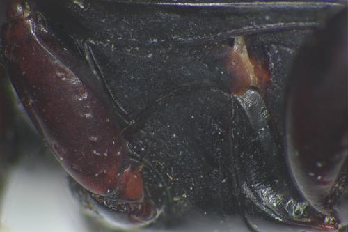 Harpalus sulphuripes
